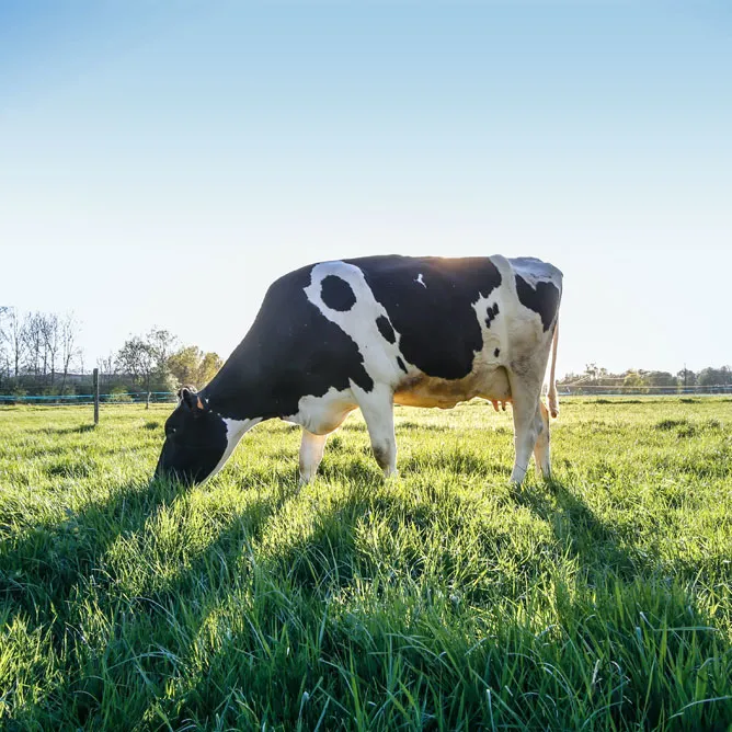 Sustainable Sourcing